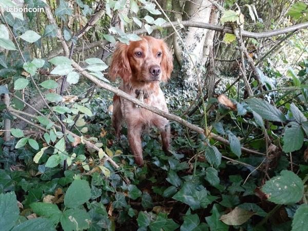 7 Chiots épagneul breton LOF (Portée cotée 6)