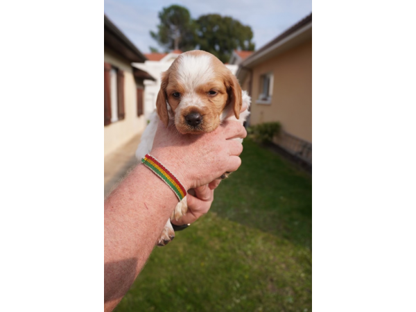 Vente Chiots EPAGNEULS BRETONS