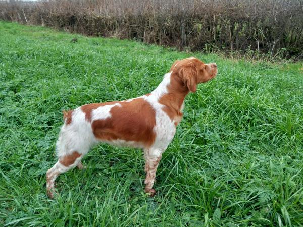 chiot mâle épagneul breton