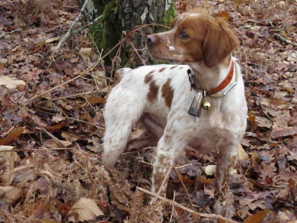 chiot mâle épagneul breton