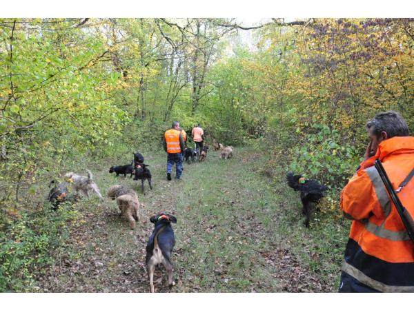 Recherche postés et traqueurs (petits chiens)