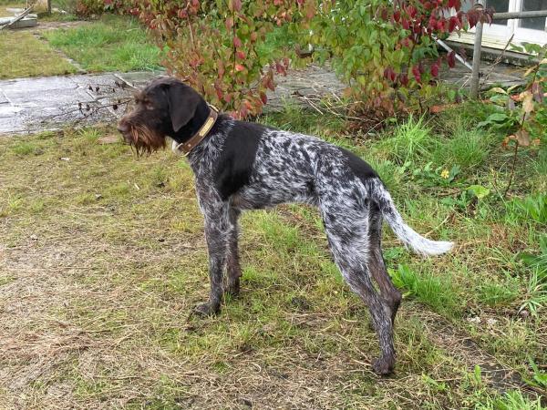 Chiots chein d'arrêt allemand à poil dur x Epagneul Français