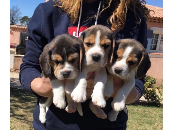 Chiots Beagle