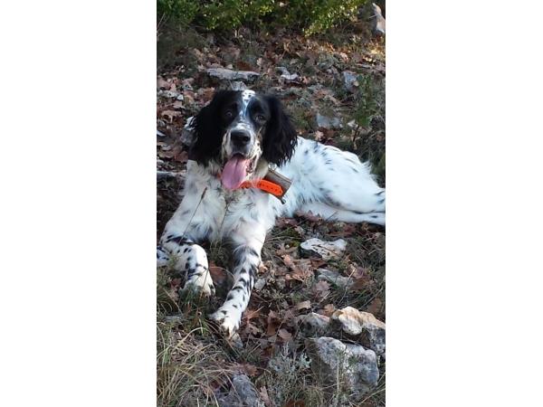 Chiots Setter Anglais