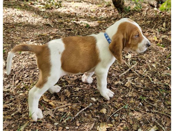 Chiots courant suisse Schwytzois non lof