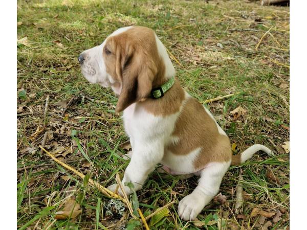 Chiots courant suisse Schwytzois non lof