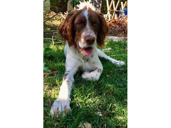 Chiots Setter Anglais