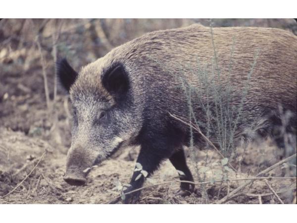 Vosges Ouest  Bracelet Chevreuil Brocard Sanglier à l’affût