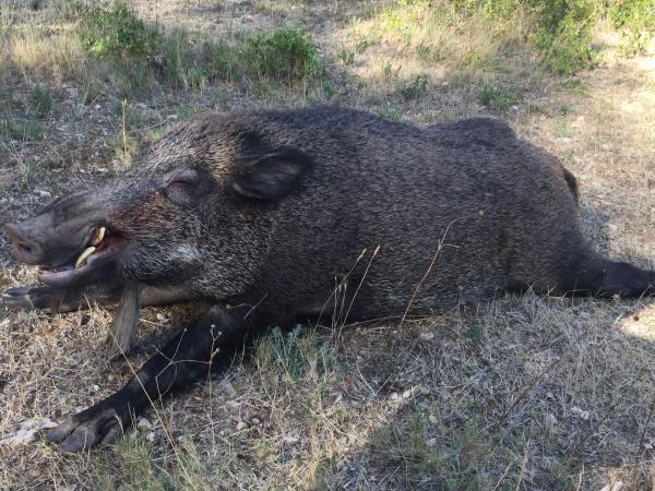 Action de chasse au grand gibier à Rocherfort du Gard