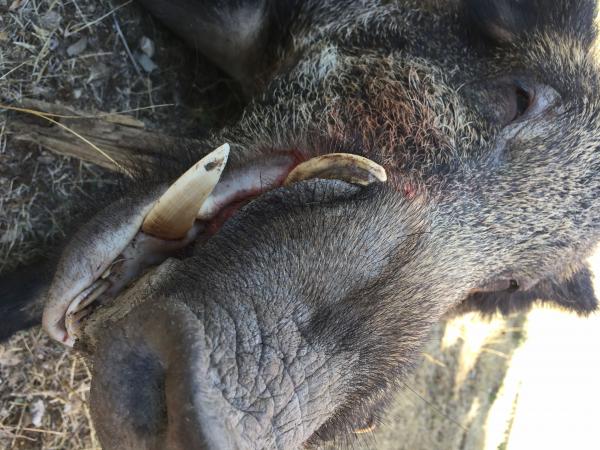 Action de chasse au grand gibier à Rocherfort du Gard