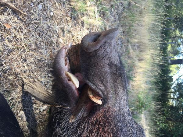 Action de chasse au grand gibier à Rocherfort du Gard