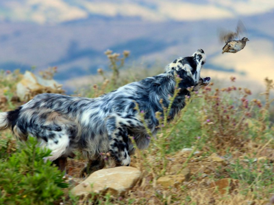 « Chasse aux Cailles des blés ».