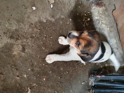 Chiots type Jack Russel drahthaar