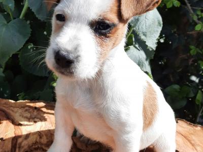 A vendre 2 male chiots type Jack russell