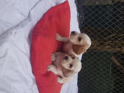 vends chiots setter anglais lof mâles