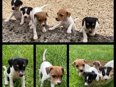 Chiots Jack Russel