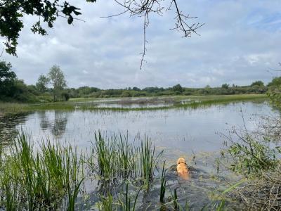 Propriété de chasse en Brenne (36)