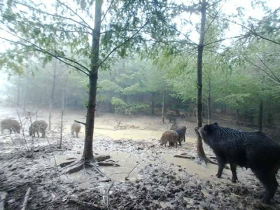 Action de chasse