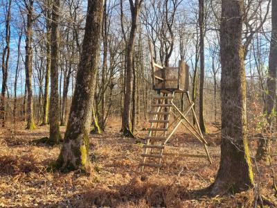 Chasse en Forêt des Bertranges (58)