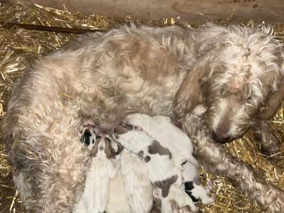 Vends chiots