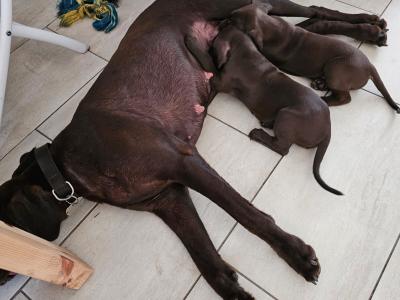 braque allemand male