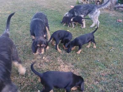Chiots griffon nivernais