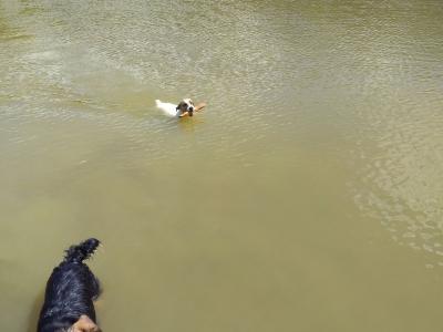 Chasse Sologne Loiret
