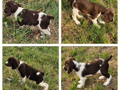 Chiots Springer