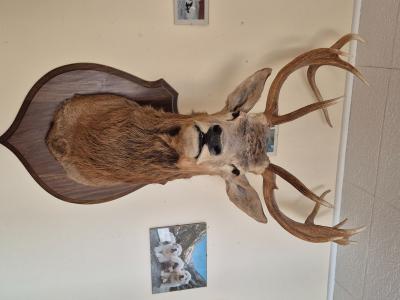Vend tête de cerf