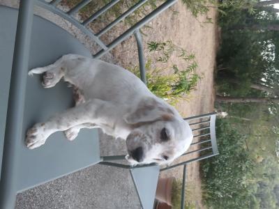 Chiots Setter Anglais