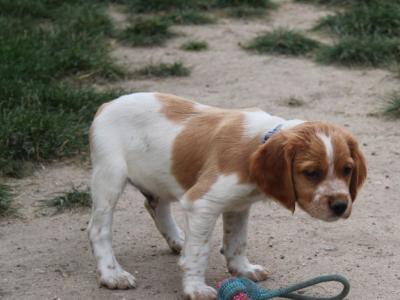chiots epagneul breton Males