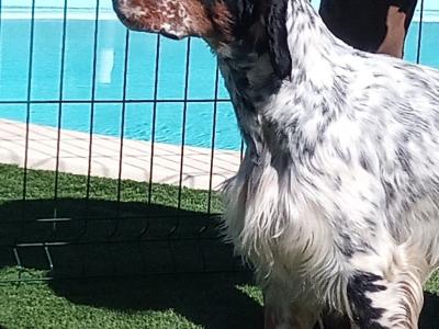 Setter Anglais pour saillie