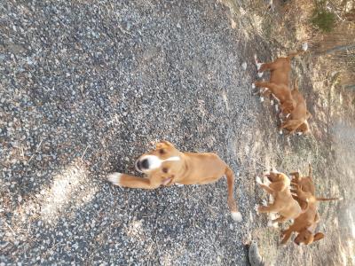 chiots POSAVATZ