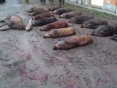 Chasse Sologne Loiret