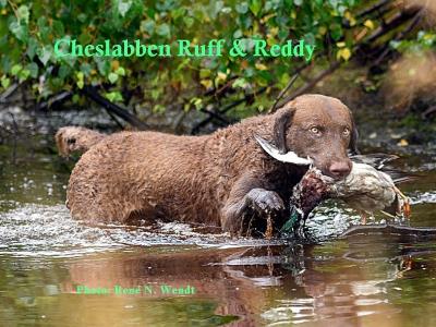 Retriever de la Baie de Chesapeake