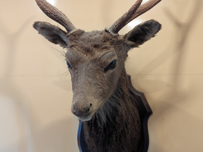Vend tête de cerf naturalisée