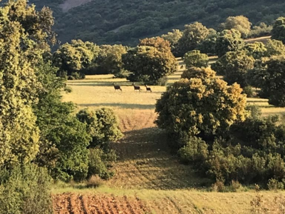 Monteria avec petit groupe franco belge