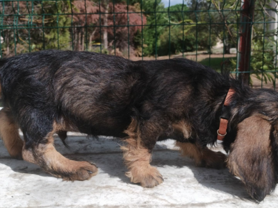 Chiots Teckels poil dur standards