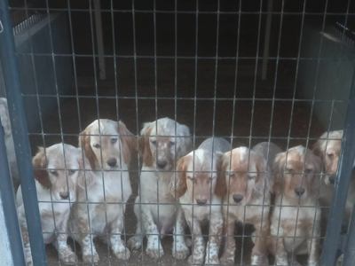 chiots setter anglais