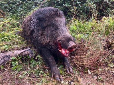 Chasse petits et grand Gibiers 77