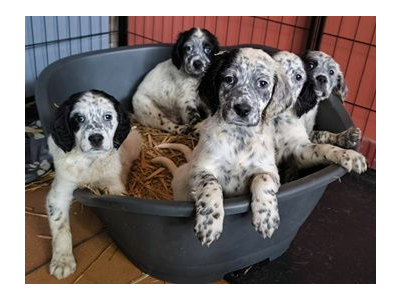 Chiot SETTER anglais