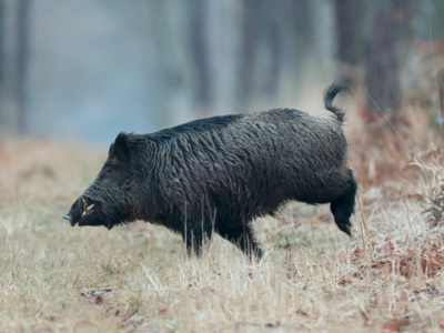 recherche action grand gibier