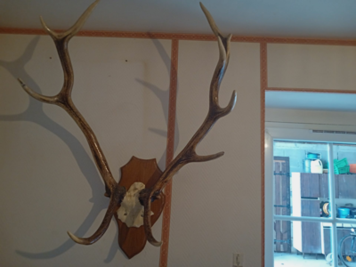 massacre de cervides