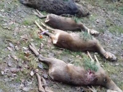 Chasse Grands Gibiers en domaniale ; le vendredi ; 2 heures de Paris