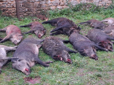 Chasse Grand Gibier 77