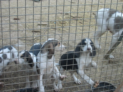 recherche drand Anglo