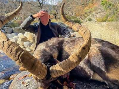 “Macho Montes ou Ibex de GREDOS”