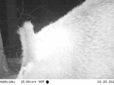 cullasse médium pour blaser r8 8x68S