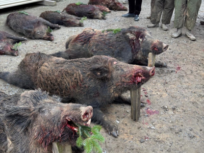 Action petits et gros 77