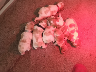 Chiots Epagneul Breton